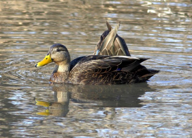 Photo (1): American Black Duck