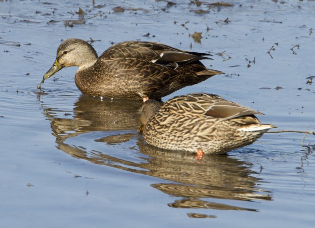Photo (19): American Black Duck