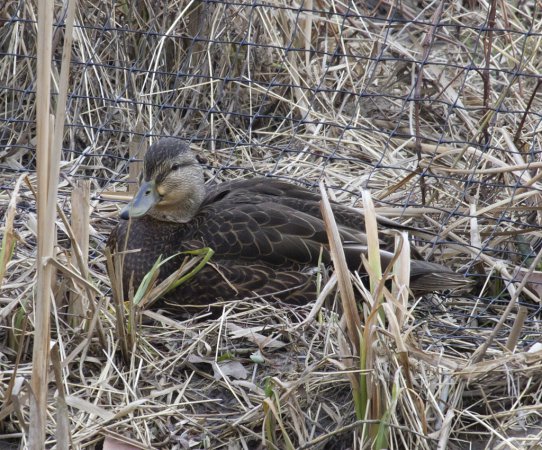 Photo (14): American Black Duck