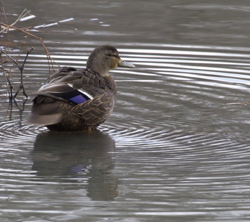 Photo (12): American Black Duck