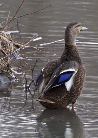 Photo (6): American Black Duck