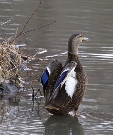 Photo (18): American Black Duck