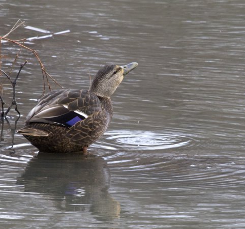 Photo (10): American Black Duck