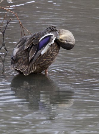Photo (16): American Black Duck