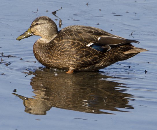 Photo (3): American Black Duck