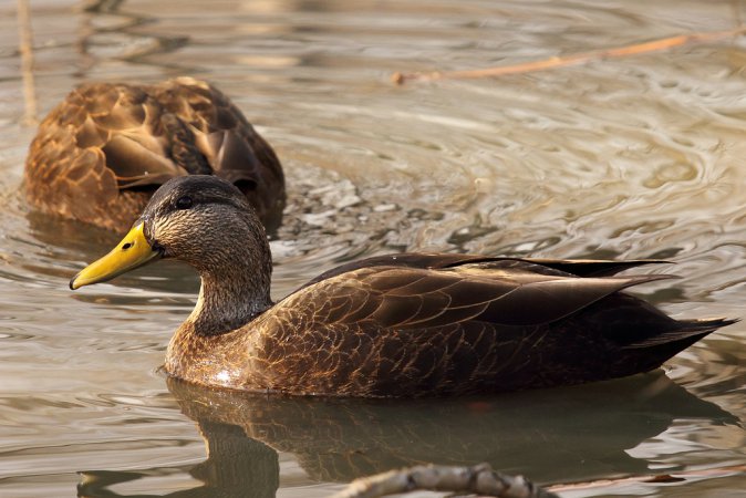 Photo (4): American Black Duck