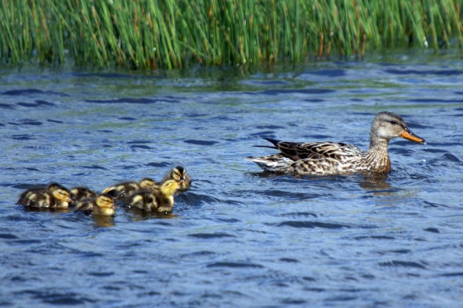 Photo (20): Gadwall