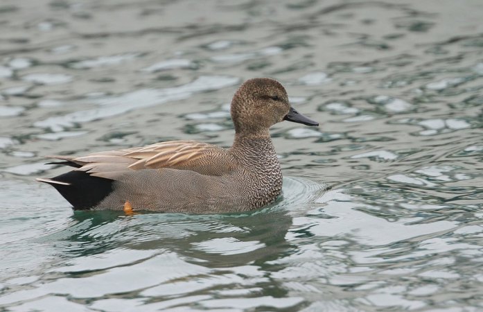 Photo (4): Gadwall