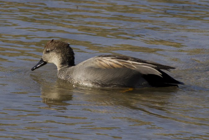 Photo (11): Gadwall
