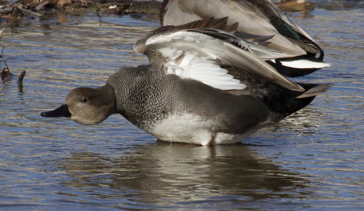Photo (7): Gadwall