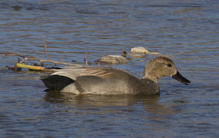 Photo (12): Gadwall