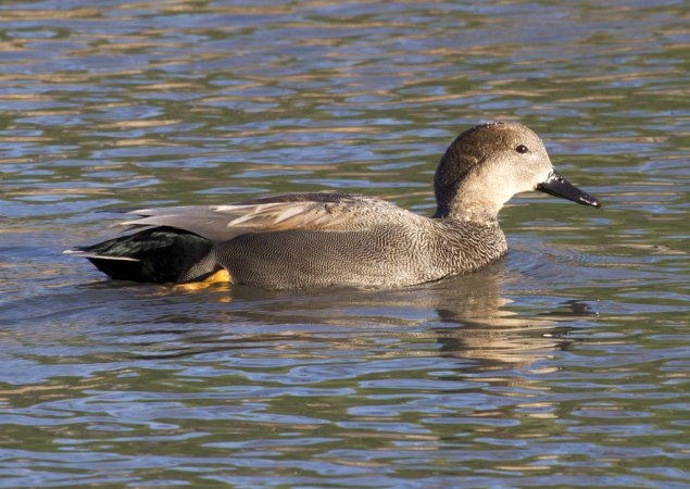 Photo (9): Gadwall