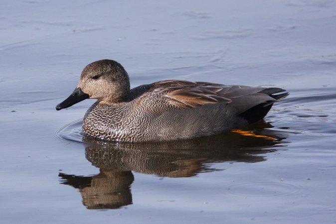 Photo (10): Gadwall
