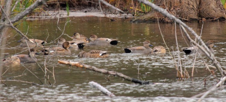Photo (5): Gadwall