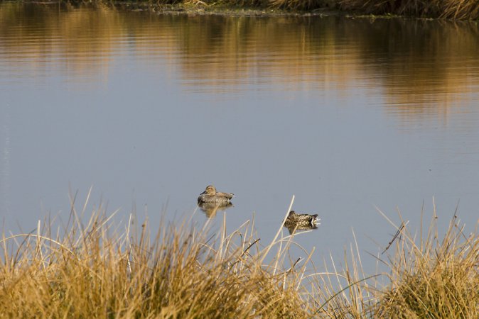 Photo (16): Gadwall