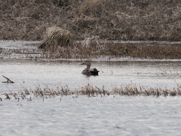 Photo (13): Gadwall