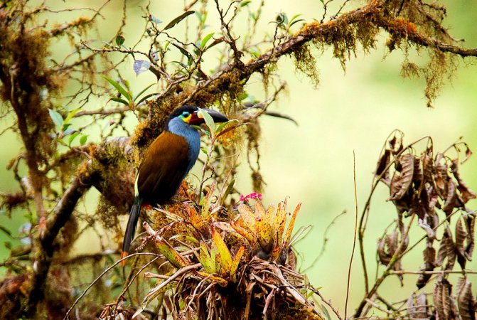 Photo (2): Plate-billed Mountain-Toucan