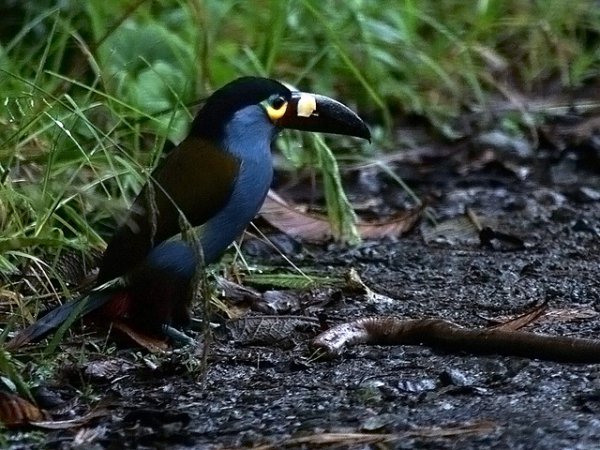Photo (3): Plate-billed Mountain-Toucan