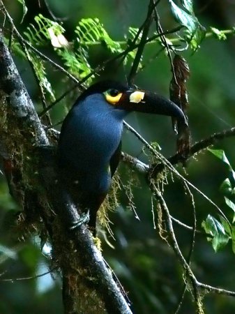 Photo (1): Plate-billed Mountain-Toucan