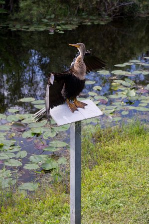 Photo (12): Anhinga