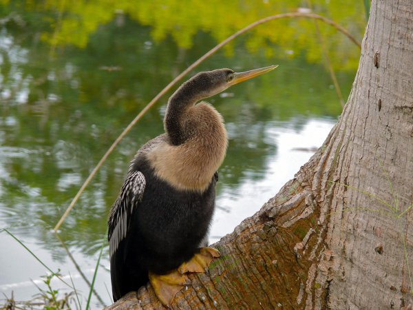Photo (2): Anhinga