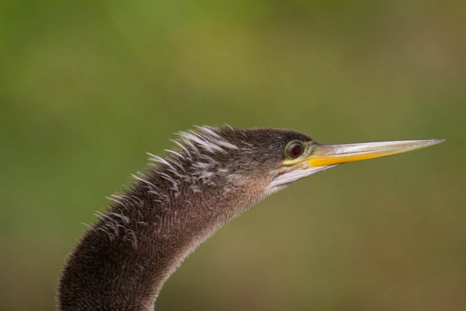Photo (8): Anhinga