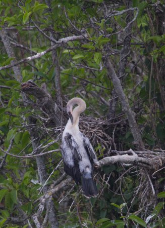 Photo (23): Anhinga