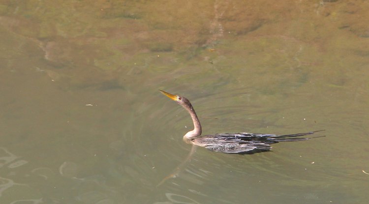 Photo (22): Anhinga