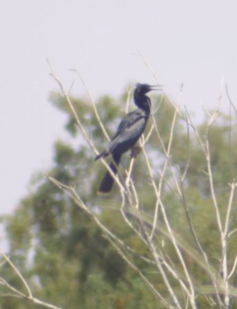 Photo (18): Anhinga
