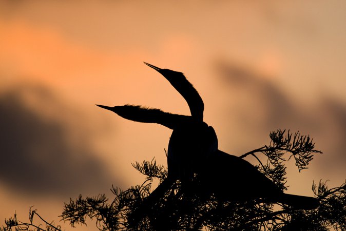 Photo (17): Anhinga