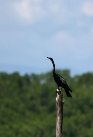 Photo (16): Anhinga