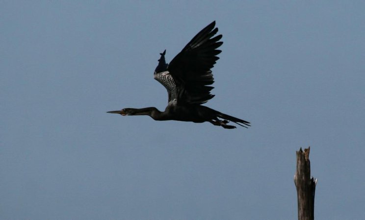Photo (21): Anhinga