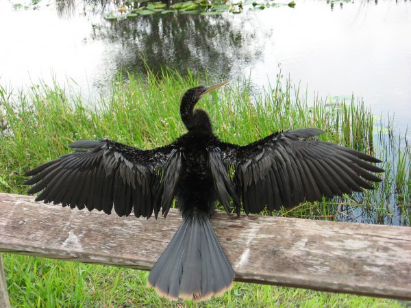 Photo (6): Anhinga