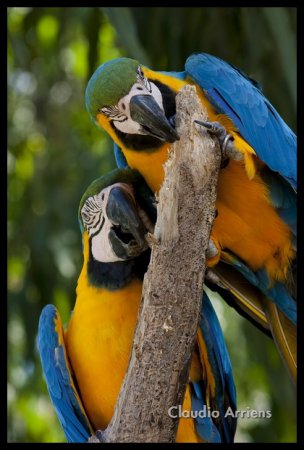 Photo (5): Blue-and-yellow Macaw