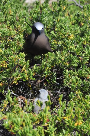 Photo (16): Black Noddy