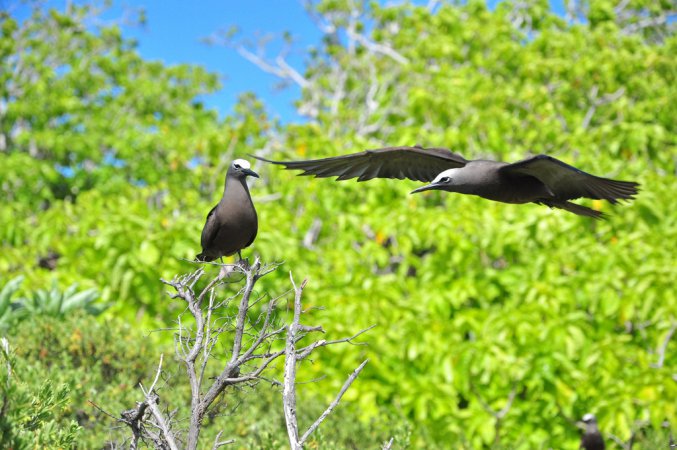 Photo (1): Black Noddy