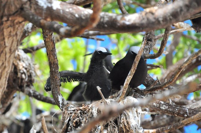 Photo (12): Black Noddy
