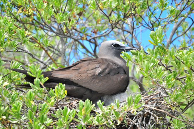 Photo (14): Black Noddy