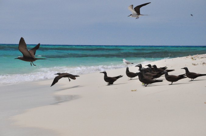 Photo (7): Black Noddy
