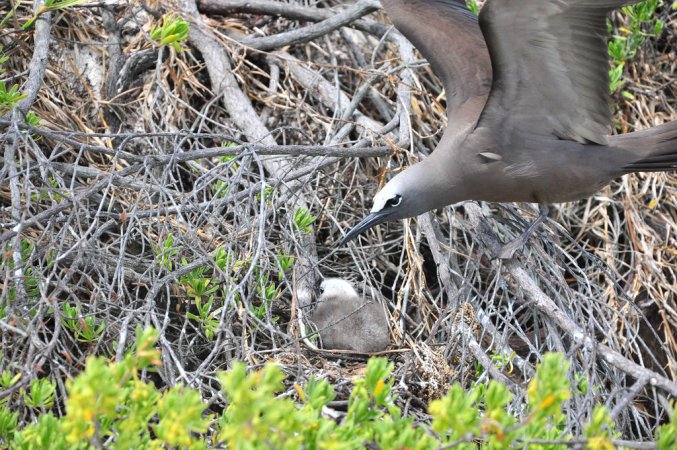 Photo (15): Black Noddy