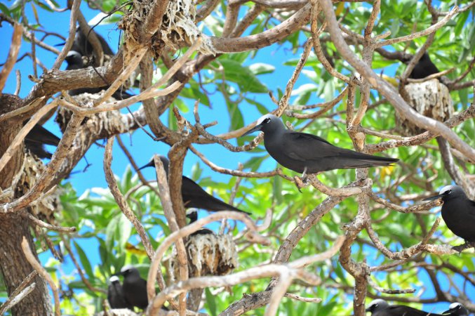 Photo (3): Black Noddy
