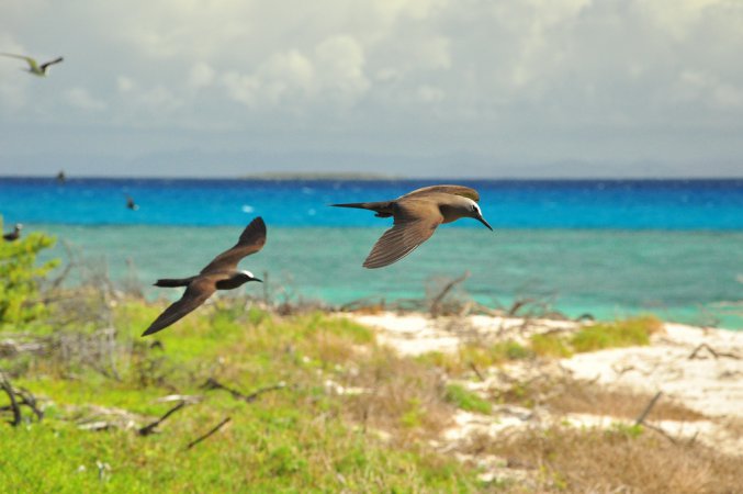 Photo (6): Black Noddy