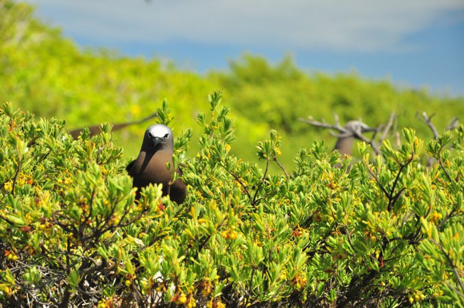 Photo (9): Black Noddy