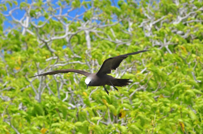 Photo (5): Black Noddy