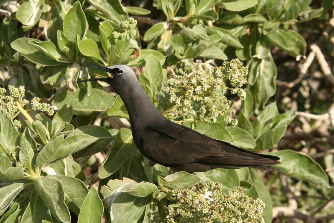 Photo (2): Black Noddy