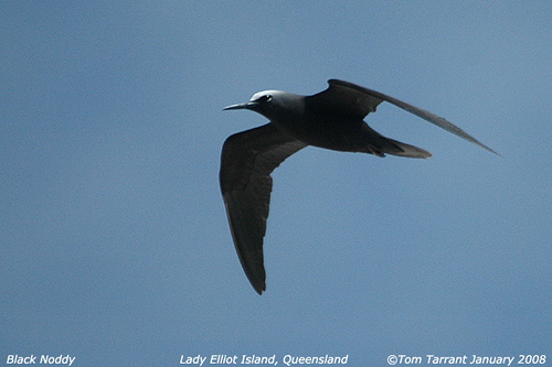 Photo (10): Black Noddy