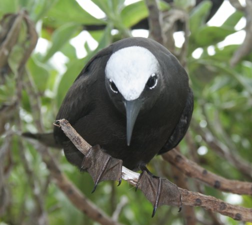 Photo (4): Black Noddy