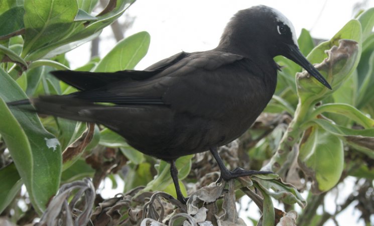 Photo (8): Black Noddy