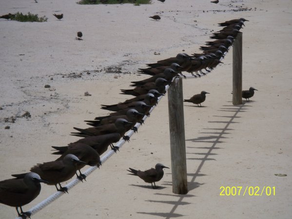 Photo (2): Brown Noddy