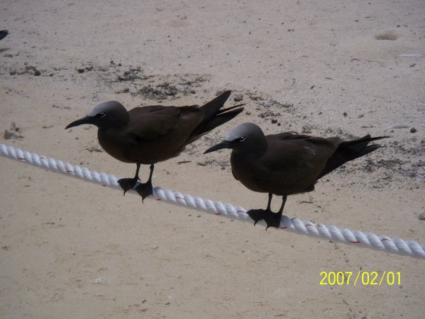 Photo (3): Brown Noddy